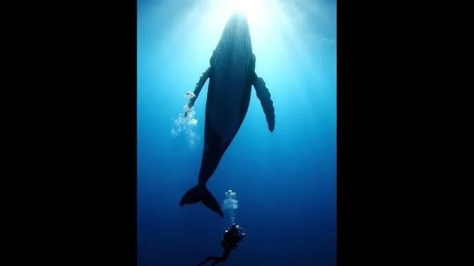 一个人免费完整在线观看日本 - 深蓝星球：探索海洋深处的未知世界